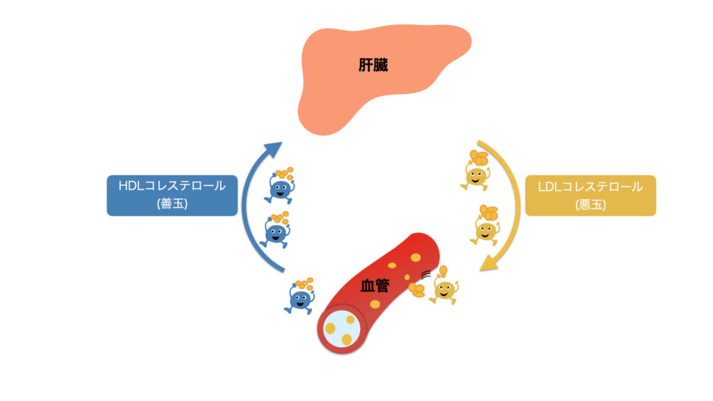 HDLコレステロール、LDLコレステロールの役割