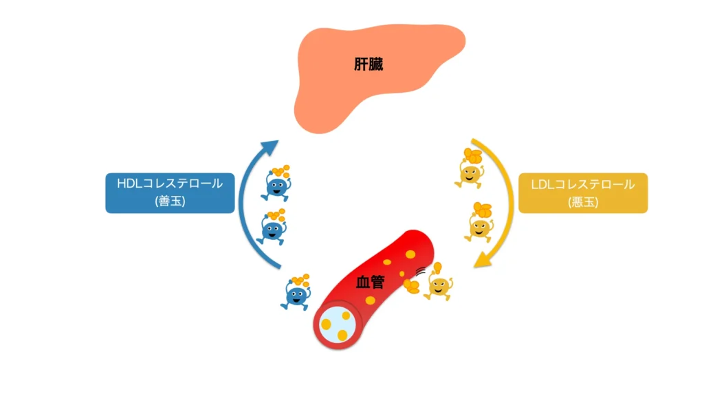 HDLコレステロール、LDLコレステロールの役割